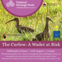 The Curlew: A Wader at Risk