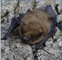 Castlepollard Bat Talk & Walk with Tina Aughney