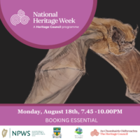 Bat Walk in Killarney National Park