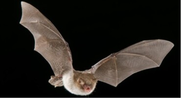 Masters of the Night: The Secret Life of Flying Mammals  An Evening Talk and Guided Bat Walk with Claire Kelly