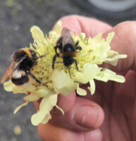 The Bumblebees of St. Enda's Park: A Guided Walk
