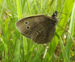 Butterfly and Bumblebee Walk