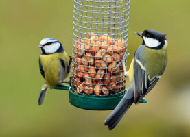 Wildlife Gardening Workshop at Brigit's Garden