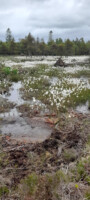 Mapping Peatlands - A RePEAT project
