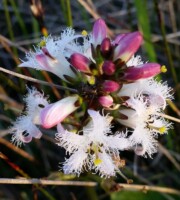 Beyond the Lake, Beneath the Fen with Kate Flood and Elena Aitova