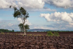 Boglands - A Future in Ireland