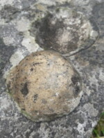 Our Irish Natural History; following our fossils