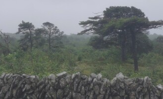 The Discovery of the Irish Conifer "Burren Pine", Kilkeedy