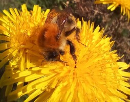 Pollinator Planting One-day workshop