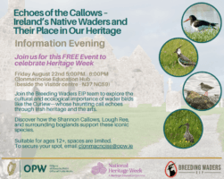Echoes of the Callows - Ireland's Native Waders and Their Place in Our Heritage
