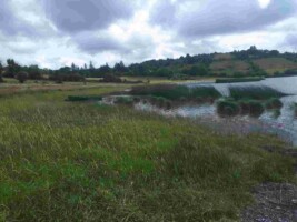Dragonflies at Colgagh Lough