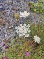 Collecting Native Wildlife Seeds