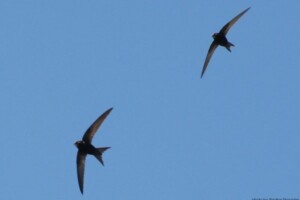 East Galway Swift Survey Talk - Loughrea