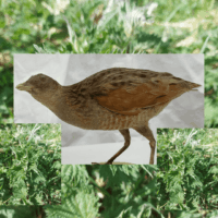 Corncrakes and Nettles