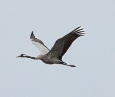 The Crane - Our Irish Natural Heritage