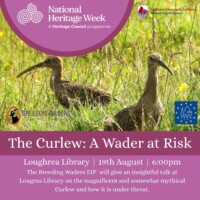 The Curlew: A Wader at Risk