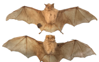 Our Irish Natural History: Bats, Bears and other cave-dwelling species in our community.