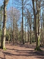 Forest School Wild Child Day