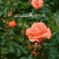 Garden Tour of Ardgillan Castle with Head Gardener Dominica McKevitt