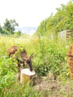 Fermoy's Secret Gardens, Co. Cork Presents Open Days for Heritage Week