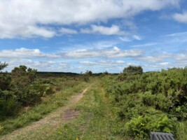 Frass Bog Walk - Glenamaddy