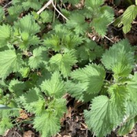 Hedgerow Medicine Talk