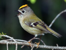 Discovering the Wildlife of Wicklow's East Coast Nature Reserve