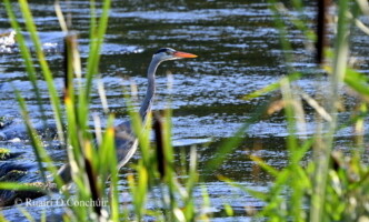 Explore the Biodiversity of the Morning Star River in Bruff