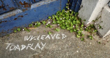 Guerilla Botany Walk - Bantry Town