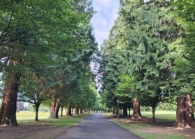 An introduction to Shirin – yoku – Forest Bathing