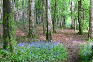Biodiversity and Invasive Species Walk and Talk