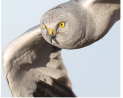 Skydance - The Hen Harrier