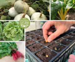 Tour of Irish Heritage Seed Bank and Garden