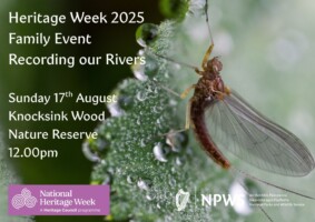 Recording our Rivers at Knocksink Wood