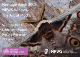 The Art of Moths at Knocksink Wood