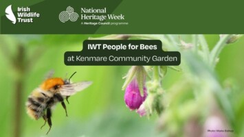 IWT People for Bees at Kenmare Community Garden