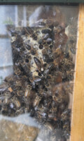 Meet the Beekeeper and See the Observation Hive at St. Enda's Park