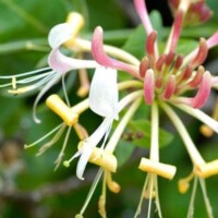 Native Plants for Irish Gardeners