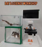 Mad about Bats - Bat & Science Workshop