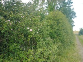 Exploring Hedgerows and Natural Heritage