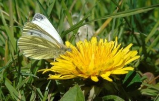 Butterfly and Insects of Merlin Woods
