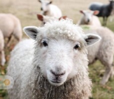 From Fleece to Garment the foundation of slow fashion