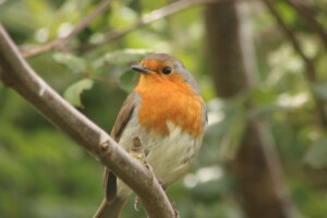 The Cultural Heritage of Our Birds