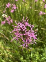 Exploring the Natural Heritage of Skibbereen - A Walk and Talk