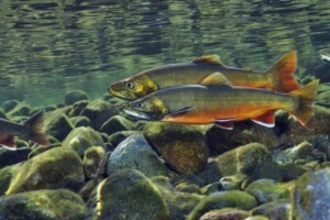 Arctic char - surviving in Lough Mask since the Ice Age