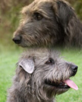 NATIVE IRISH DOG BREEDS: IRISH WOLFHOUND & GLEN OF IMAAL