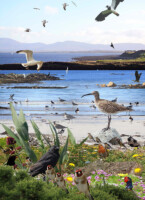 Online Photographic Exhibition of Coastal Natural Heritage
