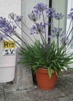 From Benchmarks to Jostle Stones to Postboxes - Hidden Secrets of Birr Walking Tour