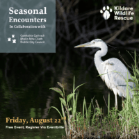 Seasonal Encounters Webinar by Kildare Wildlife Rescue, in association with Dublin City Council