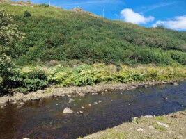 Kilcar Invasive Species Project